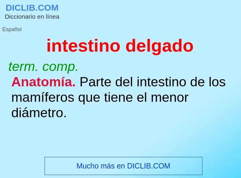 What is intestino delgado - definition