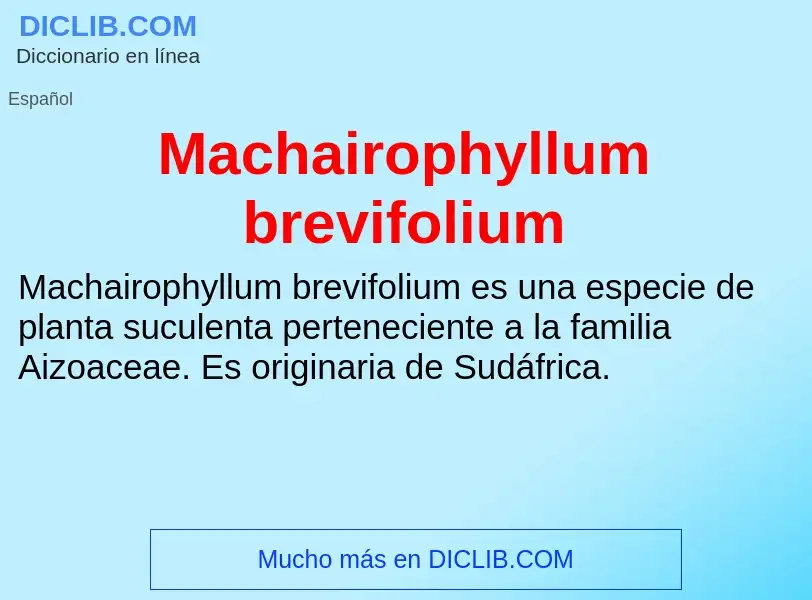 Wat is Machairophyllum brevifolium - definition