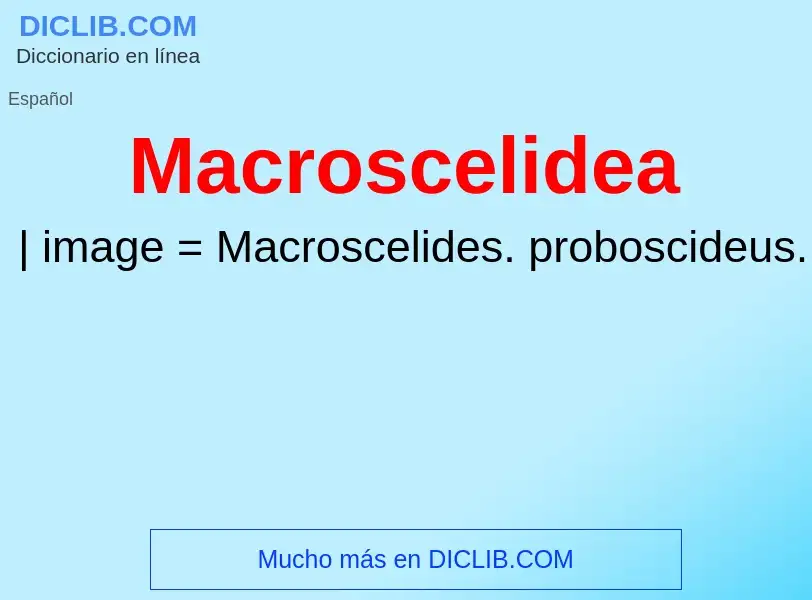 What is Macroscelidea - meaning and definition