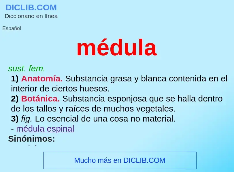 What is médula - meaning and definition