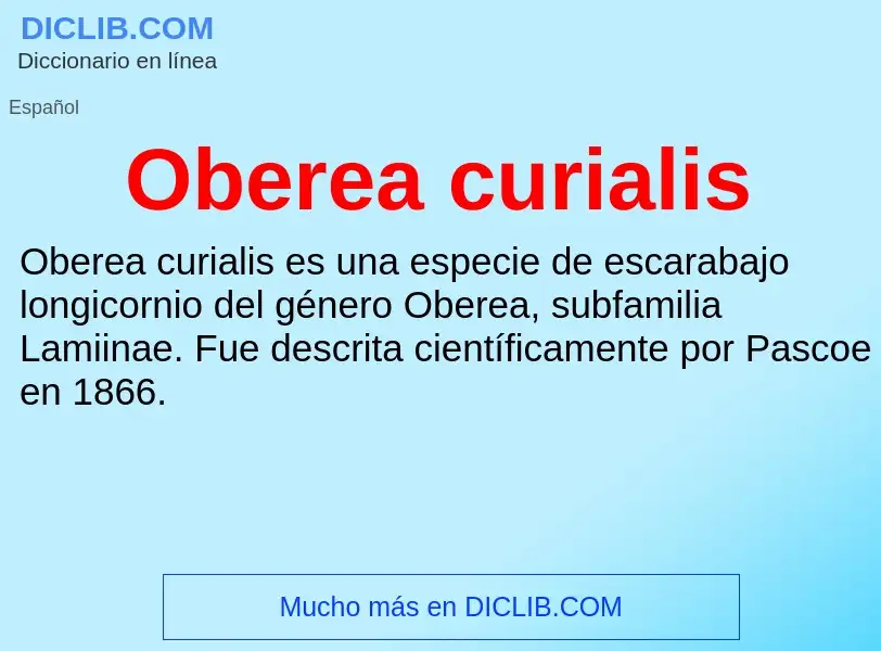 ¿Qué es Oberea curialis? - significado y definición