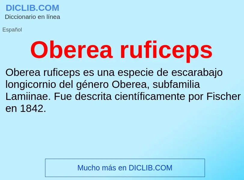 ¿Qué es Oberea ruficeps? - significado y definición