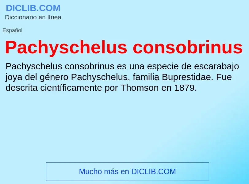 ¿Qué es Pachyschelus consobrinus? - significado y definición