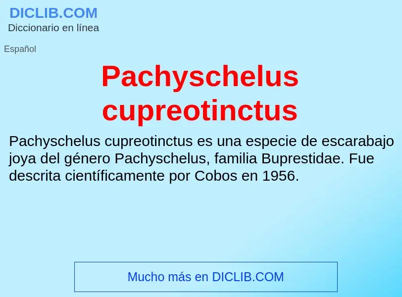 ¿Qué es Pachyschelus cupreotinctus? - significado y definición