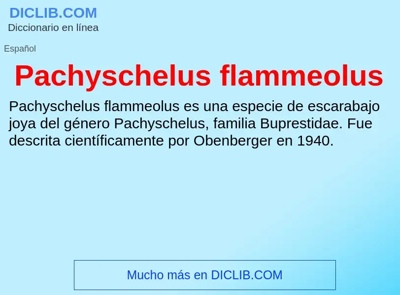 ¿Qué es Pachyschelus flammeolus? - significado y definición