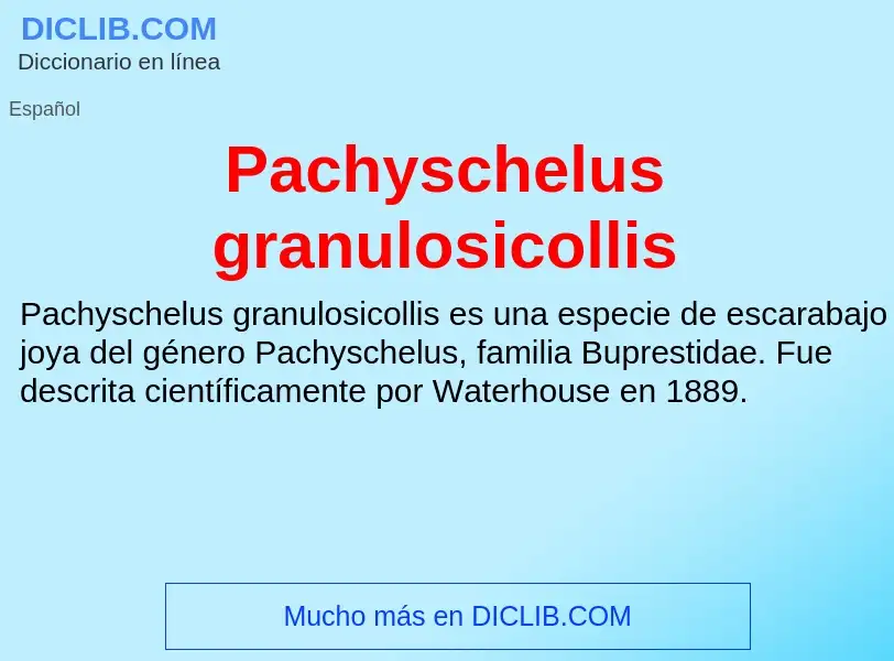 ¿Qué es Pachyschelus granulosicollis? - significado y definición