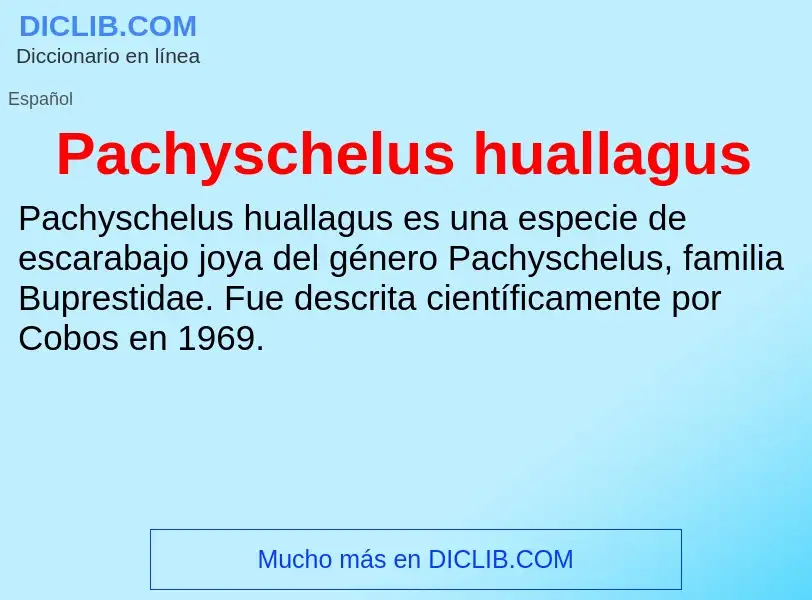 ¿Qué es Pachyschelus huallagus? - significado y definición