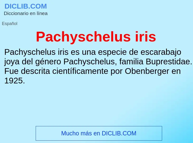 ¿Qué es Pachyschelus iris? - significado y definición