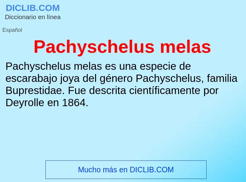 ¿Qué es Pachyschelus melas? - significado y definición