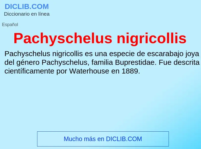 ¿Qué es Pachyschelus nigricollis? - significado y definición