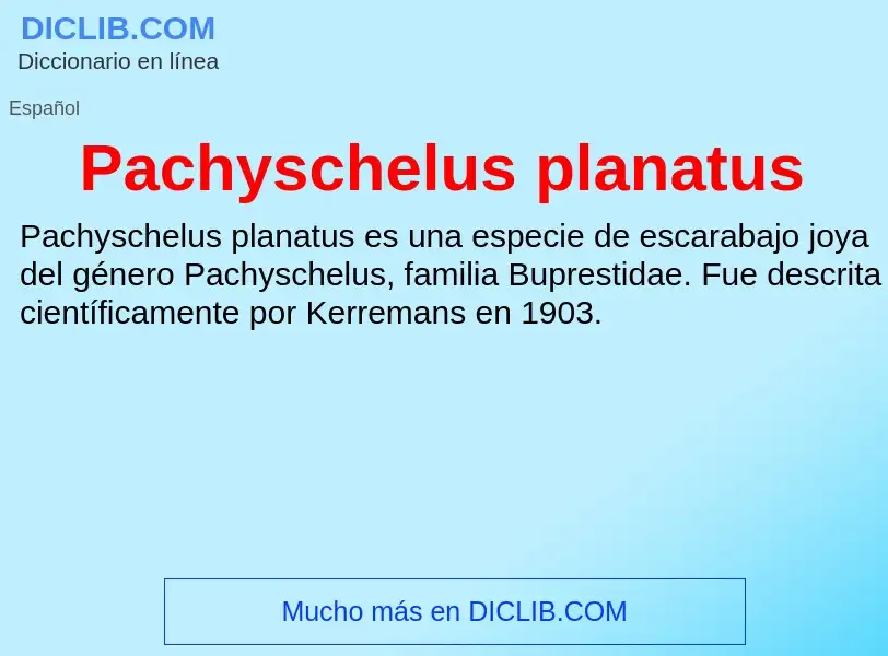 ¿Qué es Pachyschelus planatus? - significado y definición