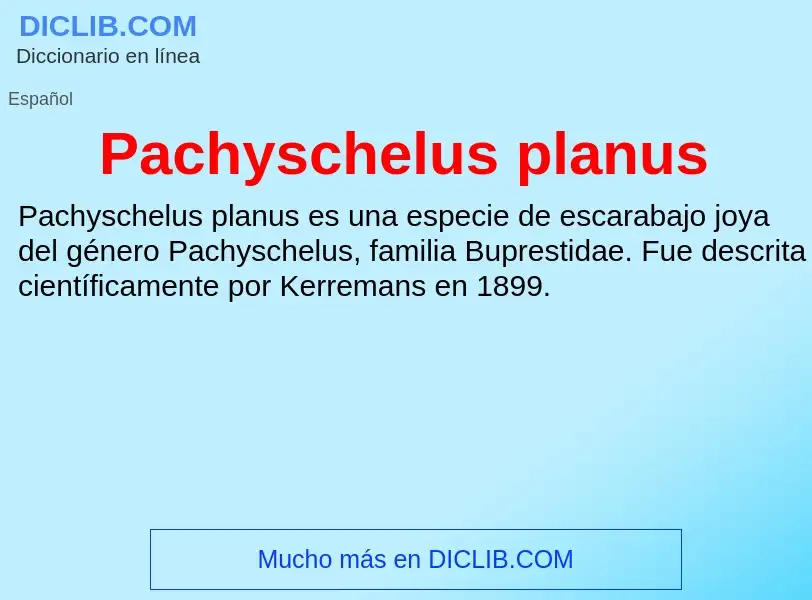 ¿Qué es Pachyschelus planus? - significado y definición