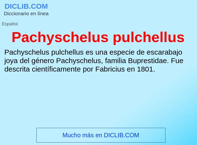 ¿Qué es Pachyschelus pulchellus? - significado y definición