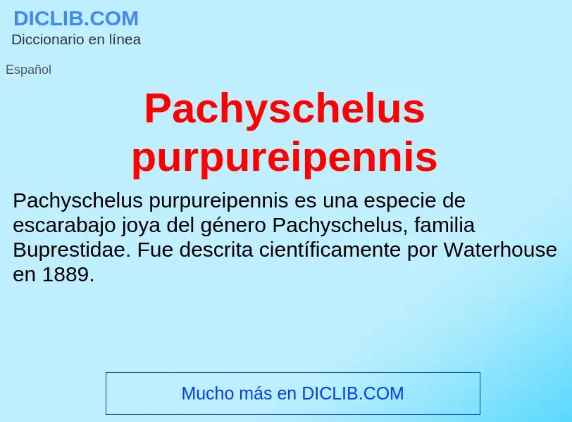 ¿Qué es Pachyschelus purpureipennis? - significado y definición