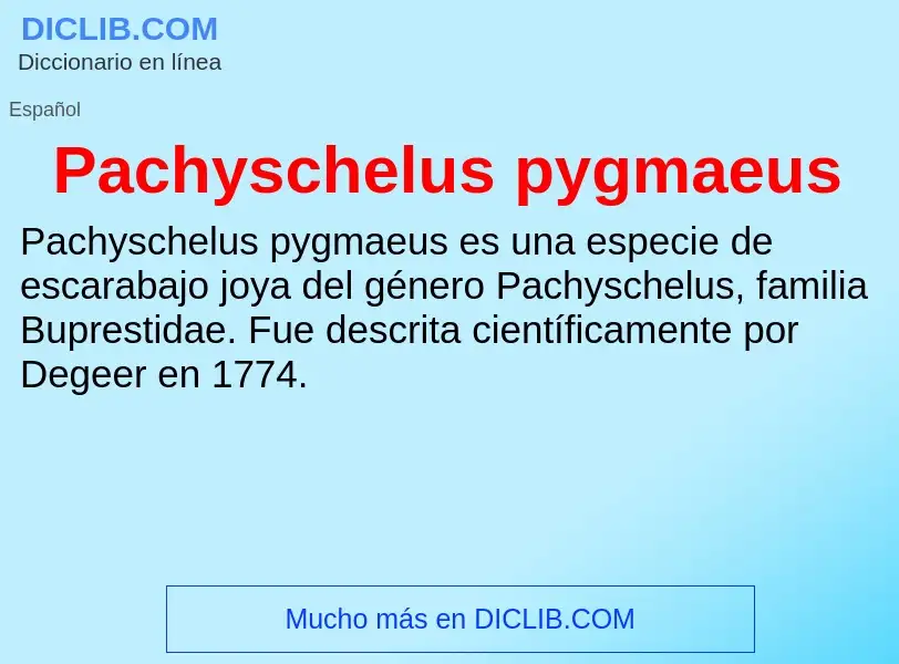 ¿Qué es Pachyschelus pygmaeus? - significado y definición