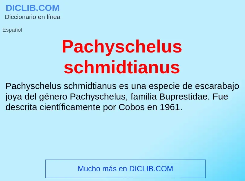 ¿Qué es Pachyschelus schmidtianus? - significado y definición