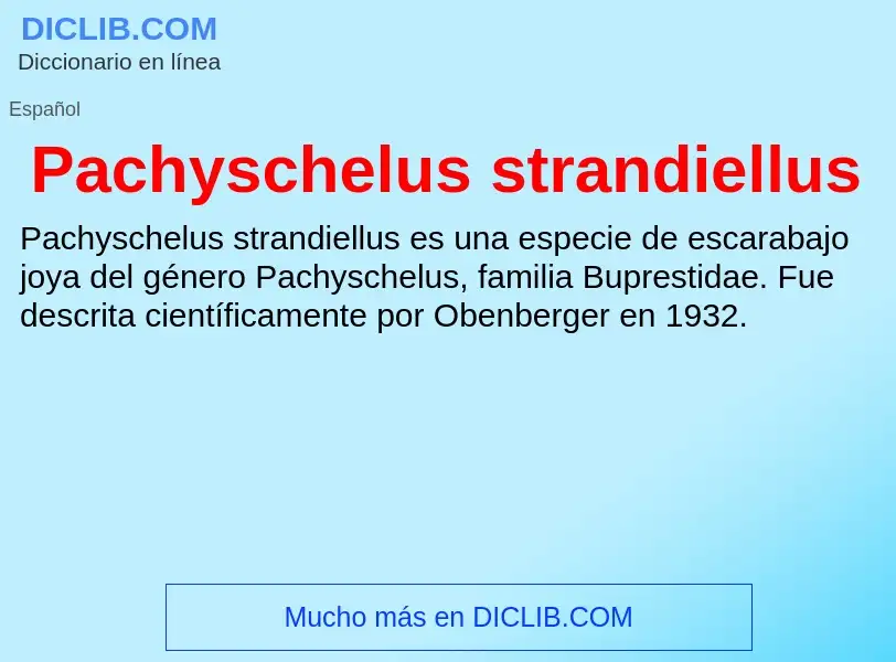 ¿Qué es Pachyschelus strandiellus? - significado y definición