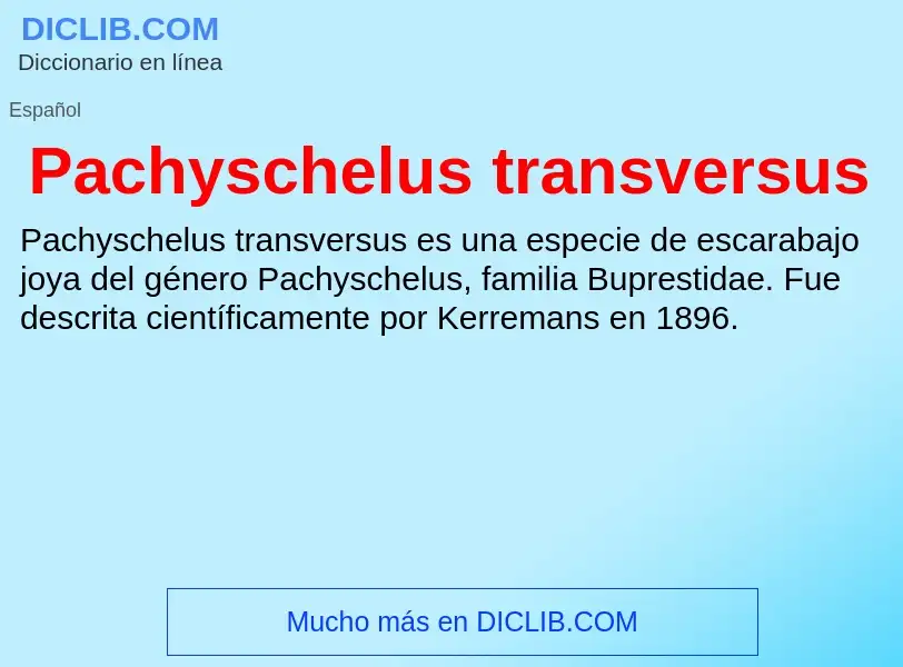 ¿Qué es Pachyschelus transversus? - significado y definición