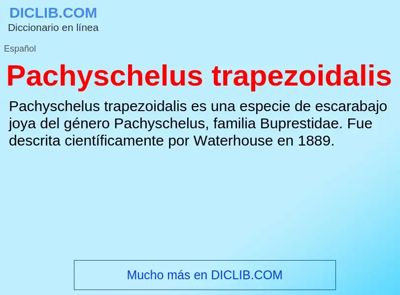 ¿Qué es Pachyschelus trapezoidalis? - significado y definición