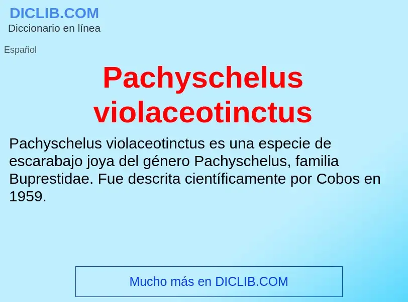 ¿Qué es Pachyschelus violaceotinctus? - significado y definición