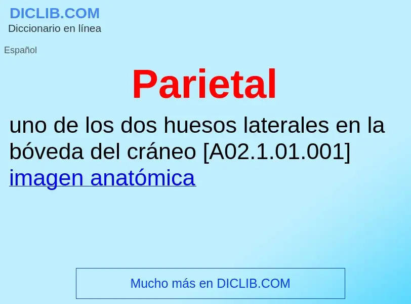 ¿Qué es Parietal? - significado y definición