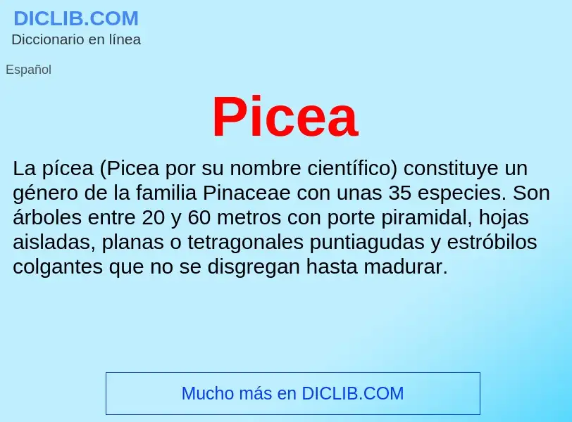 O que é Picea - definição, significado, conceito