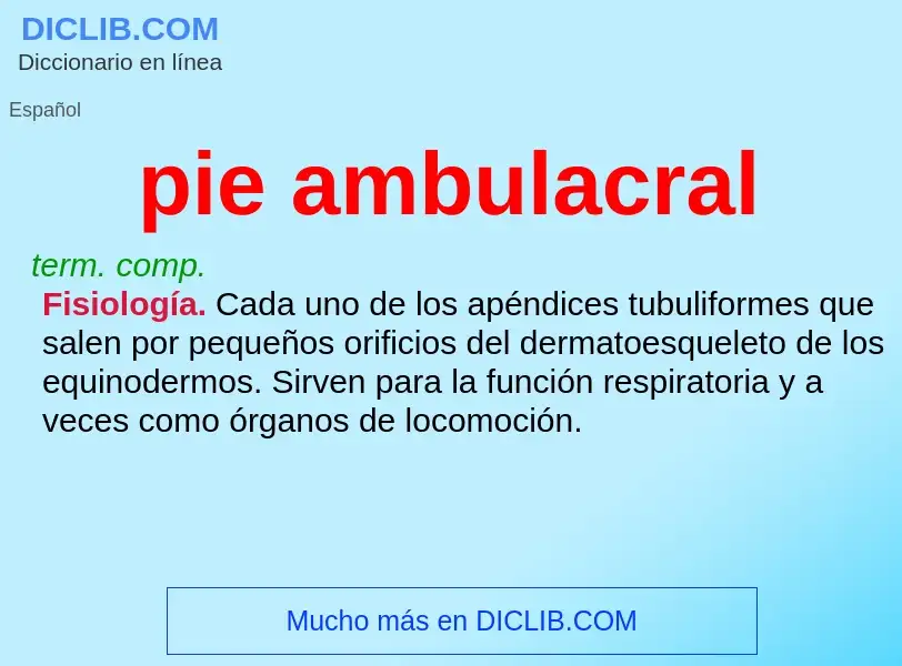 What is pie ambulacral - definition