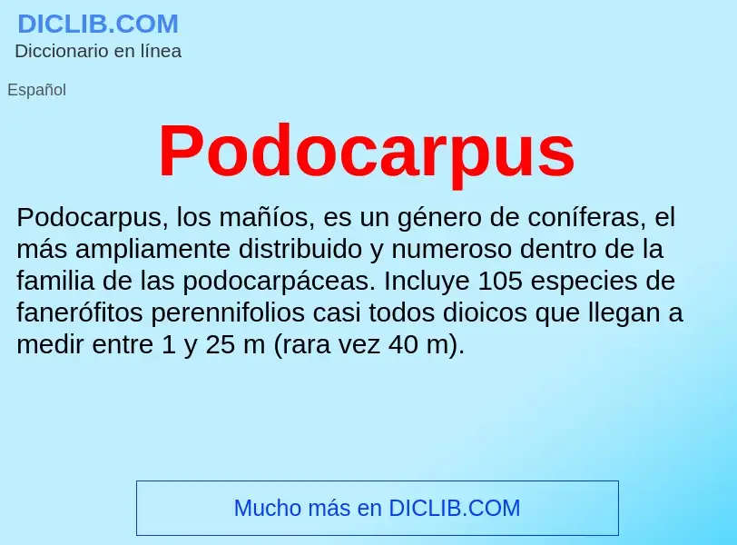 ¿Qué es Podocarpus? - significado y definición