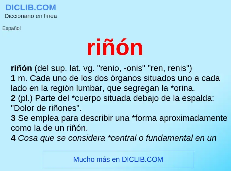 ¿Qué es riñón? - significado y definición