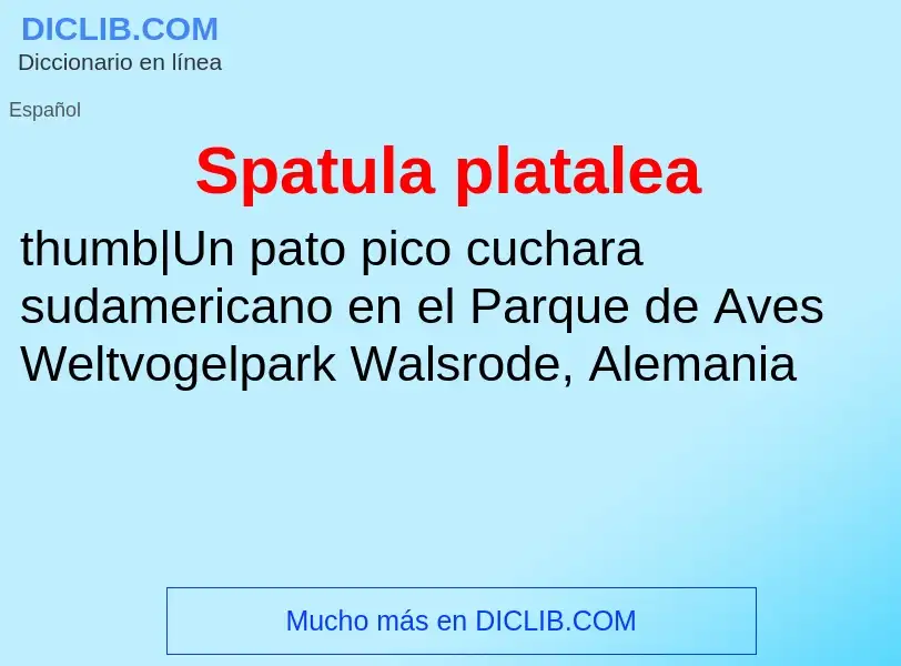 O que é Spatula platalea - definição, significado, conceito