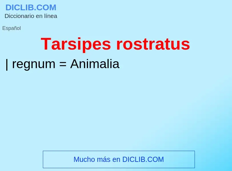 ¿Qué es Tarsipes rostratus? - significado y definición