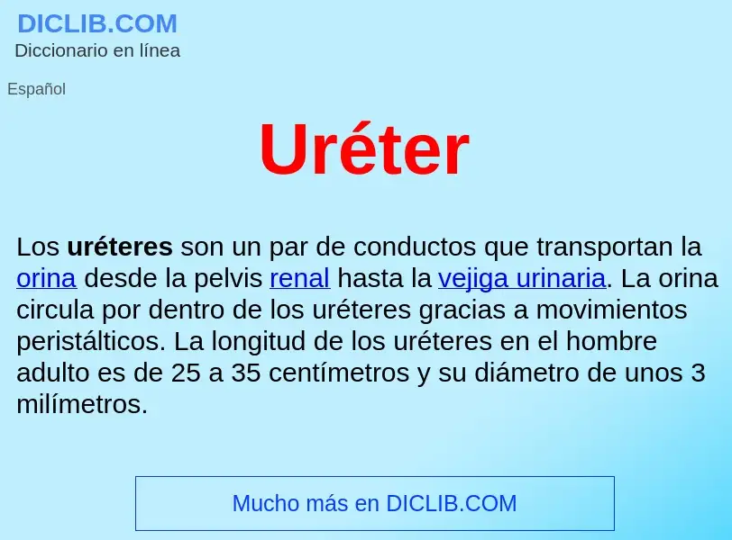 What is Uréter  - meaning and definition