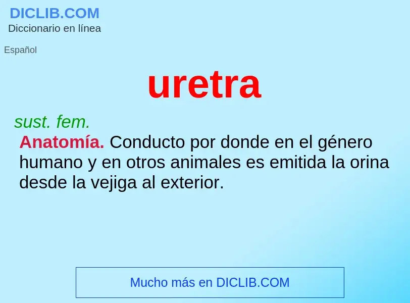 What is uretra - meaning and definition