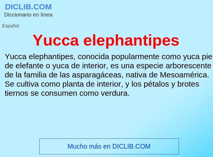 Что такое Yucca elephantipes - определение