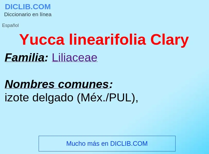 What is Yucca linearifolia Clary - meaning and definition