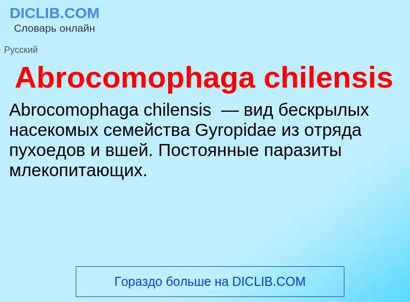 Τι είναι Abrocomophaga chilensis - ορισμός