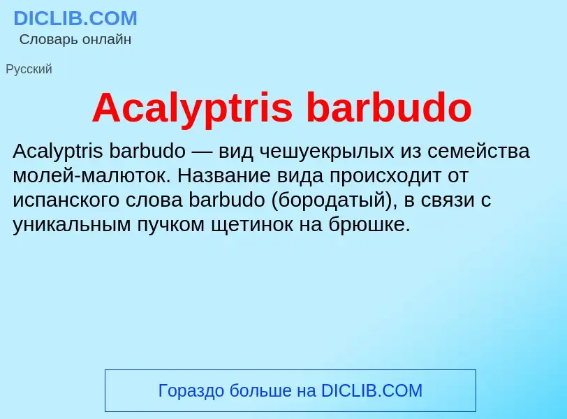 Τι είναι Acalyptris barbudo - ορισμός