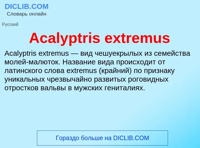 Τι είναι Acalyptris extremus - ορισμός