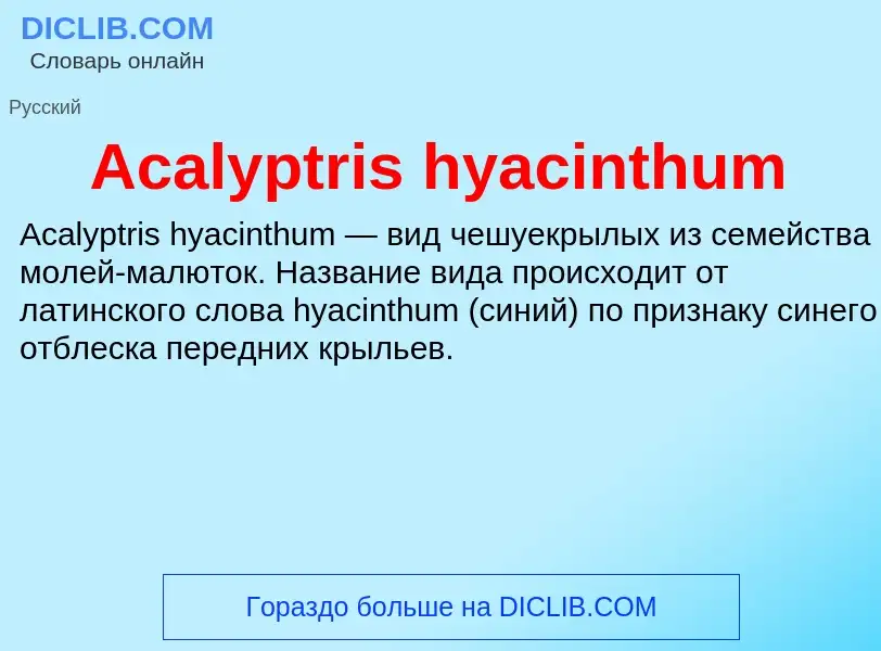 Τι είναι Acalyptris hyacinthum - ορισμός