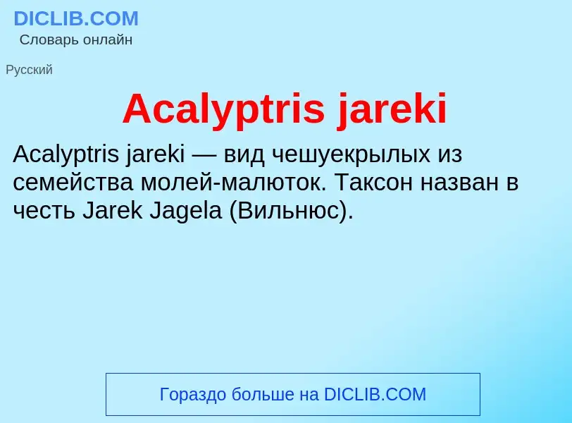 Τι είναι Acalyptris jareki - ορισμός