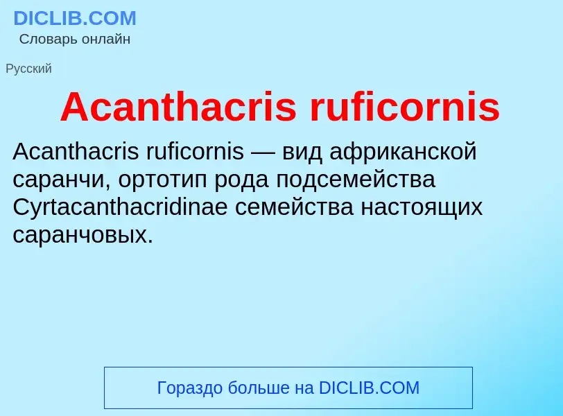 Τι είναι Acanthacris ruficornis - ορισμός