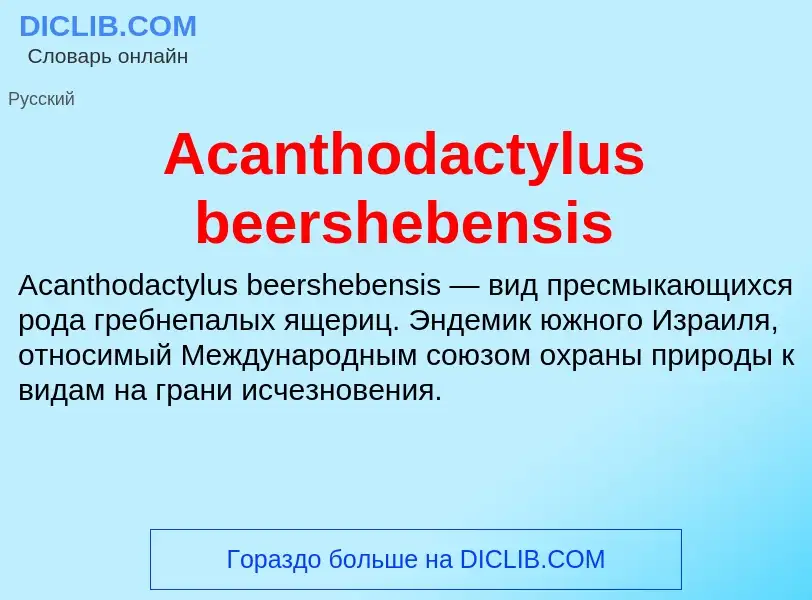 Τι είναι Acanthodactylus beershebensis - ορισμός