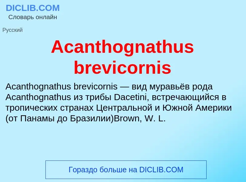 Τι είναι Acanthognathus brevicornis - ορισμός