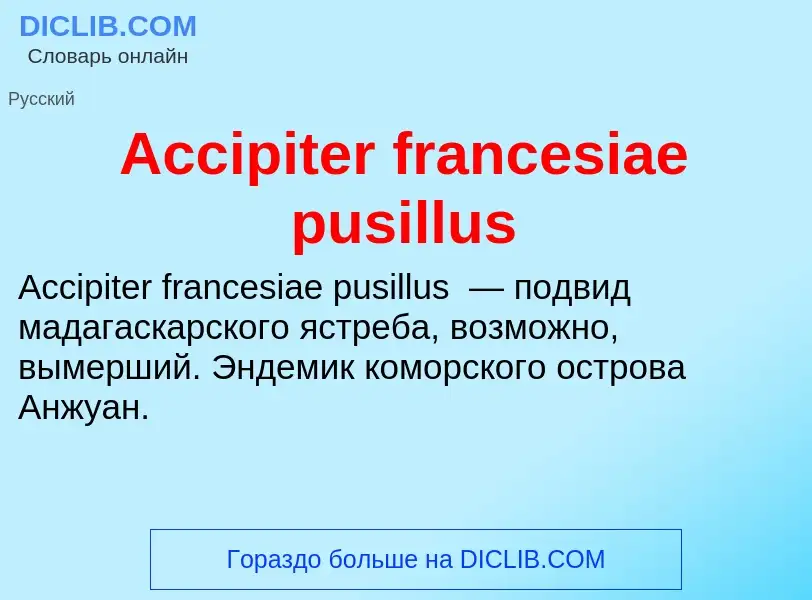 Τι είναι Accipiter francesiae pusillus - ορισμός