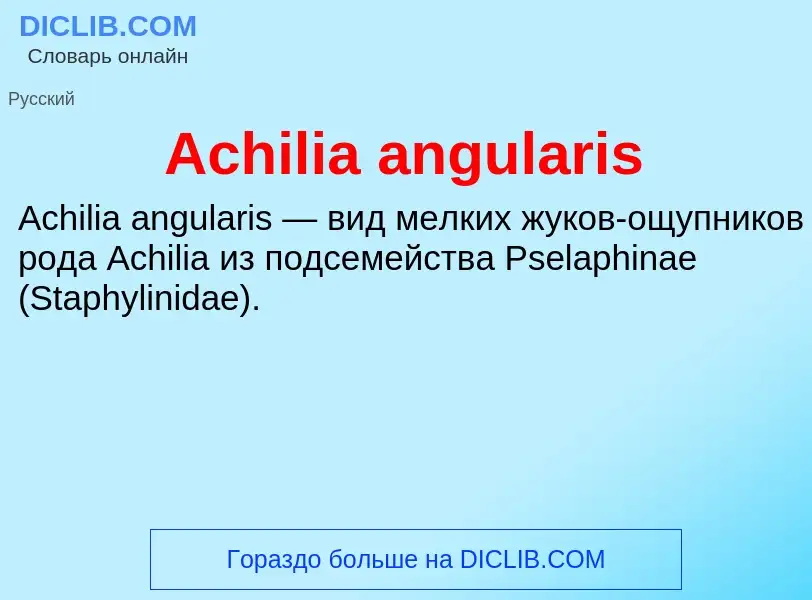 Τι είναι Achilia angularis - ορισμός