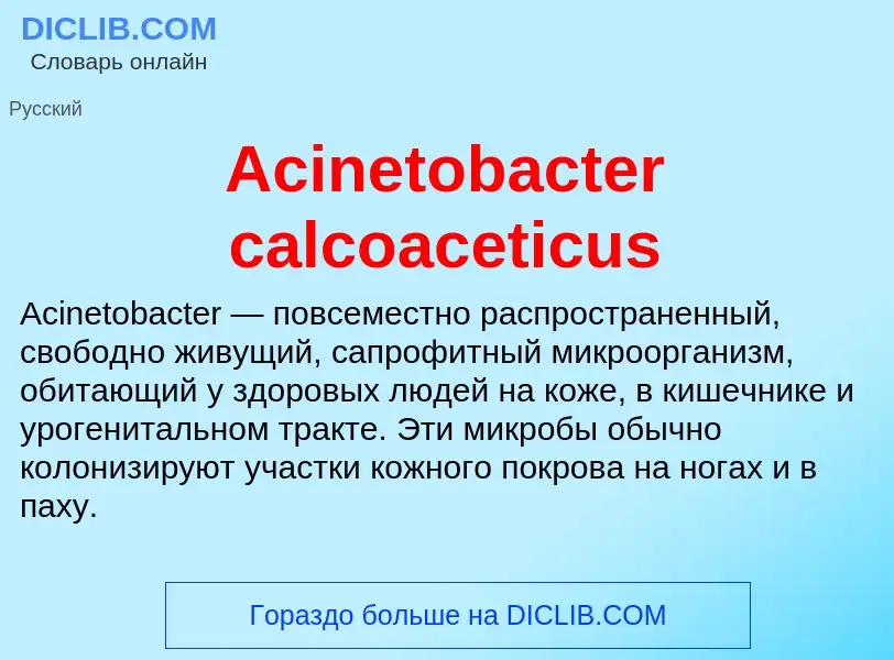 Τι είναι Acinetobacter calcoaceticus - ορισμός