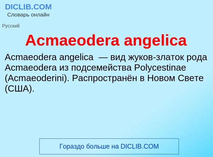 Τι είναι Acmaeodera angelica - ορισμός