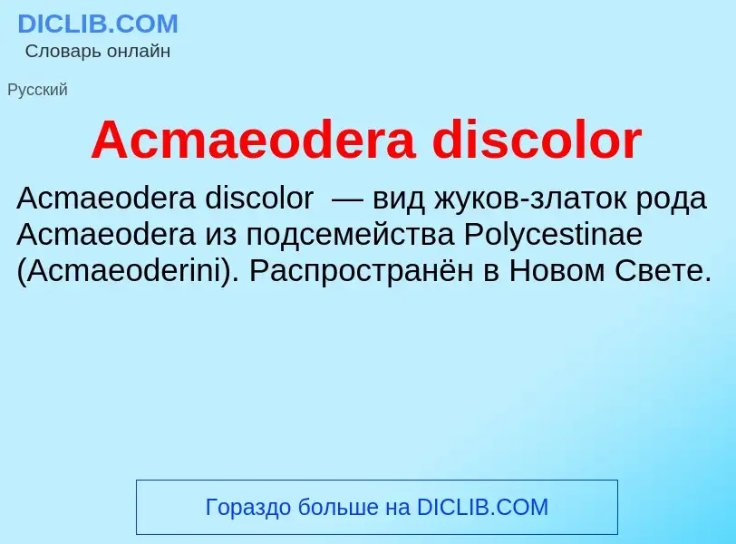 Τι είναι Acmaeodera discolor - ορισμός