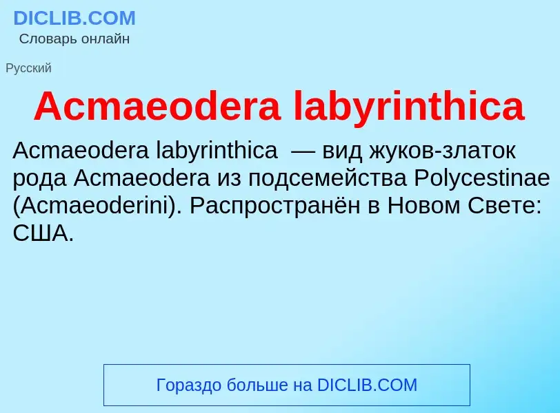 Τι είναι Acmaeodera labyrinthica - ορισμός