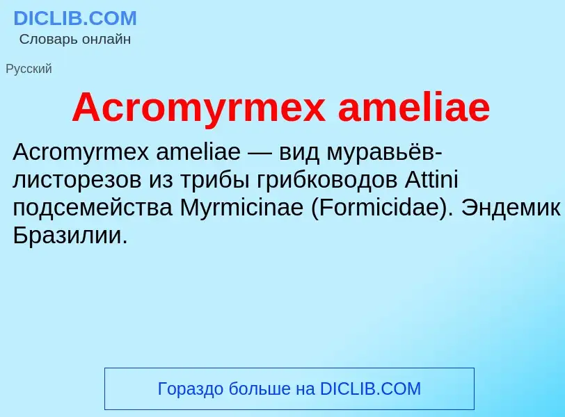 Τι είναι Acromyrmex ameliae - ορισμός